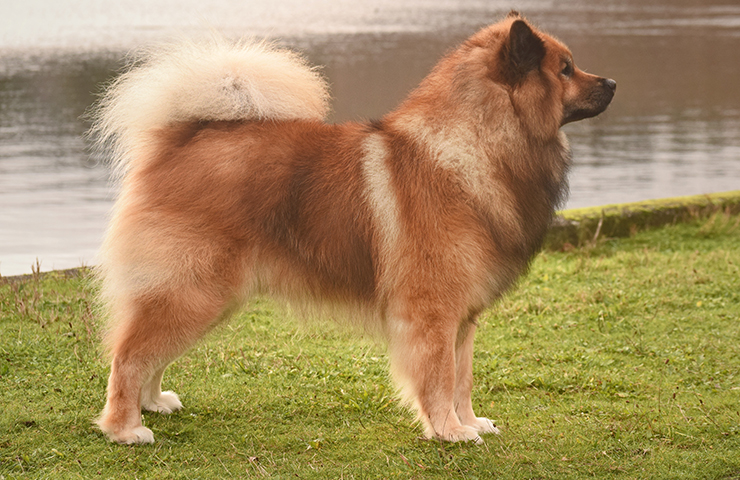 Eurasier store dogs 101